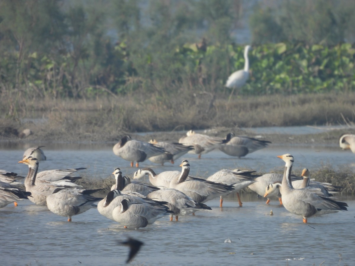 Bar-headed Goose - ML646528455