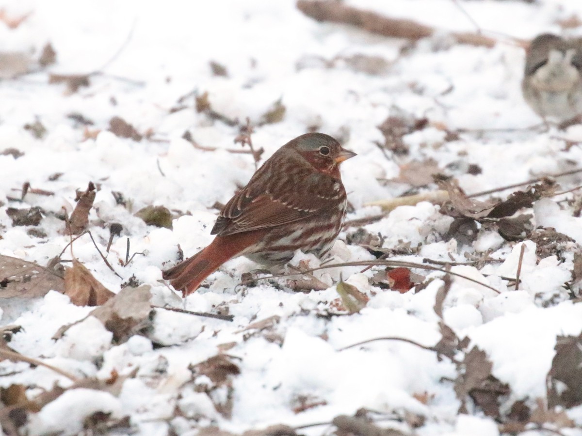Fox Sparrow (Red) - ML646528456