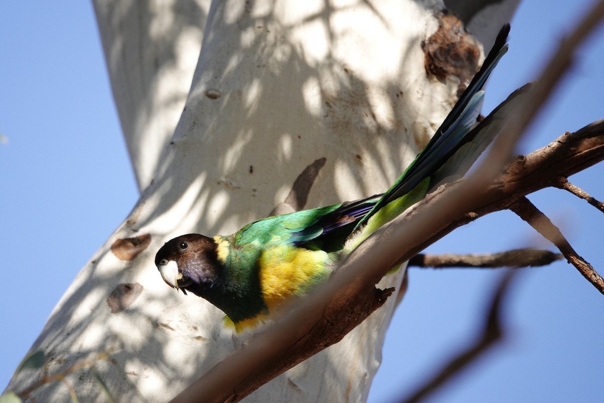 Australian Ringneck - ML646528457