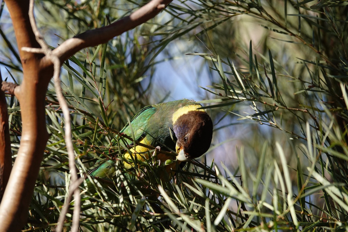 Australian Ringneck - ML646528459