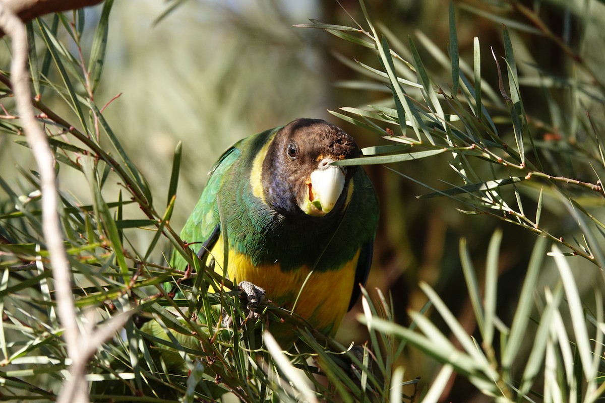 Australian Ringneck - ML646528460
