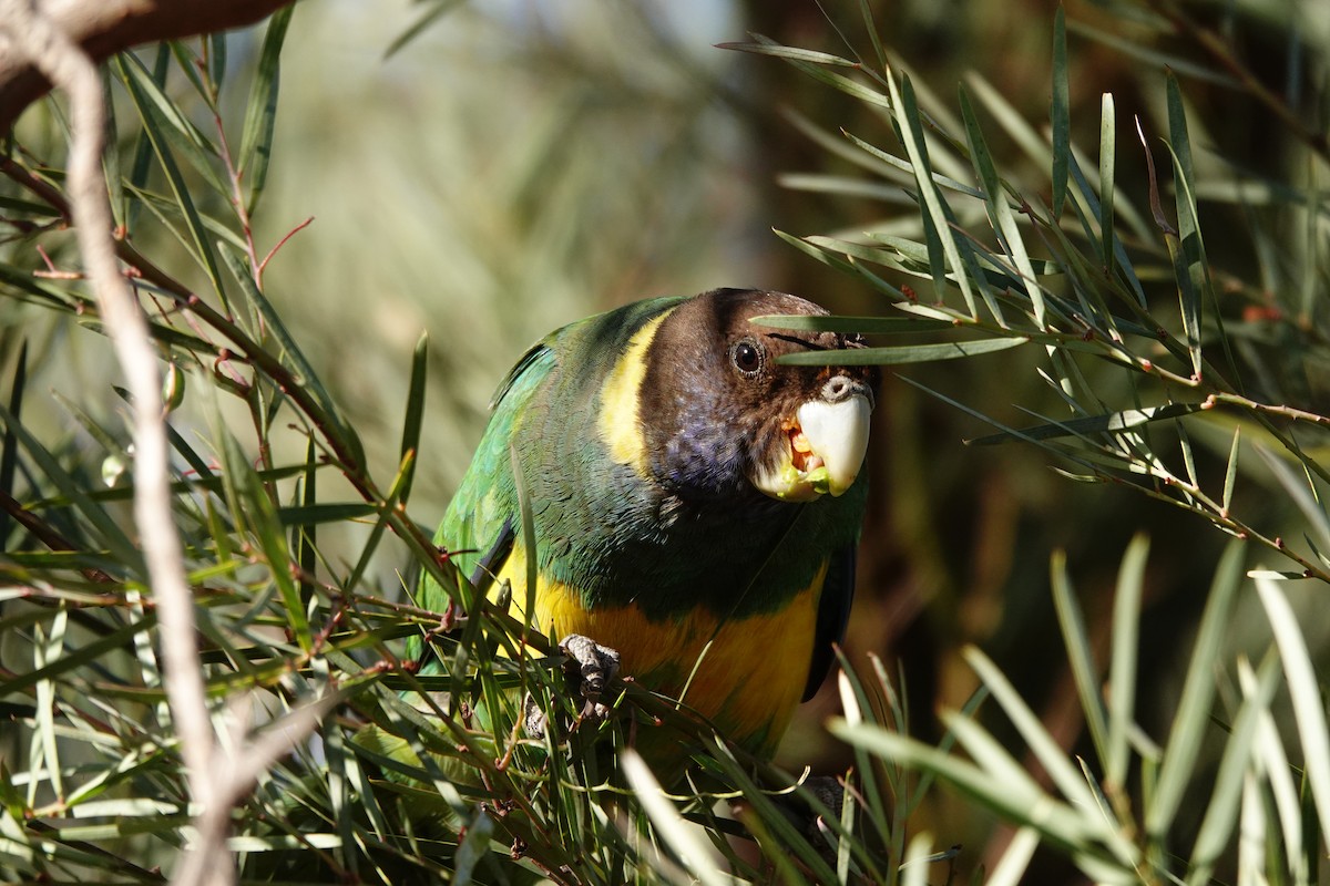 Australian Ringneck - ML646528461