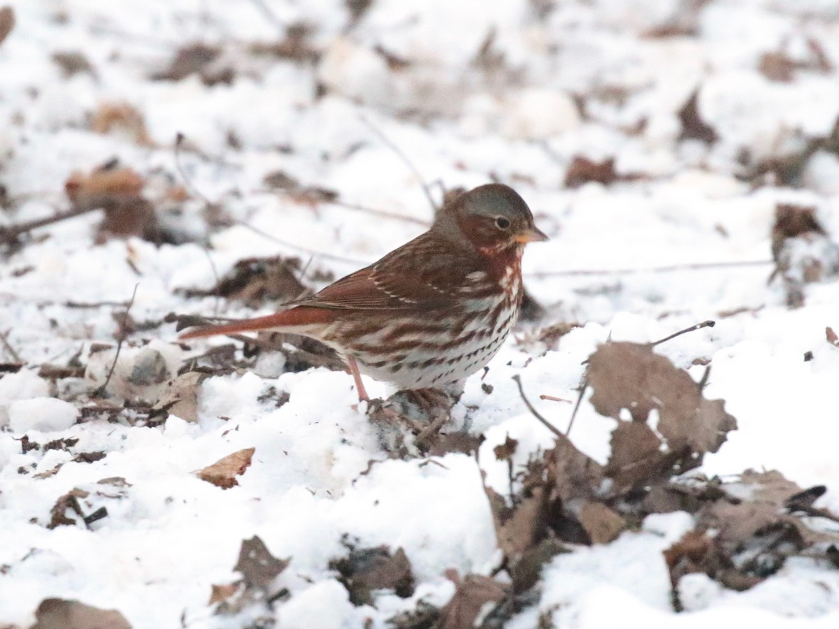 Fox Sparrow (Red) - ML646528462