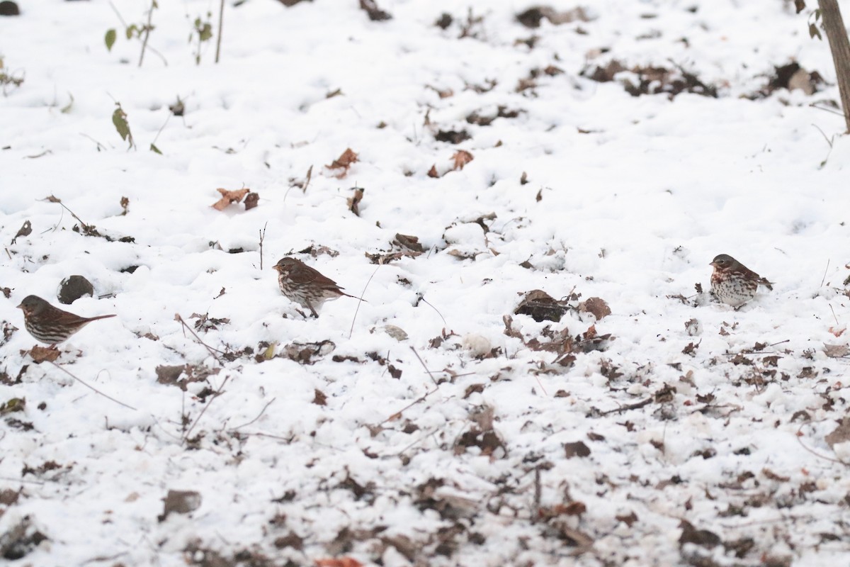 Fox Sparrow (Red) - ML646528464