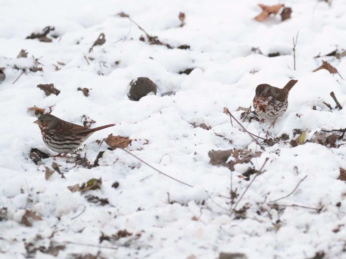 Fox Sparrow (Red) - ML646528466