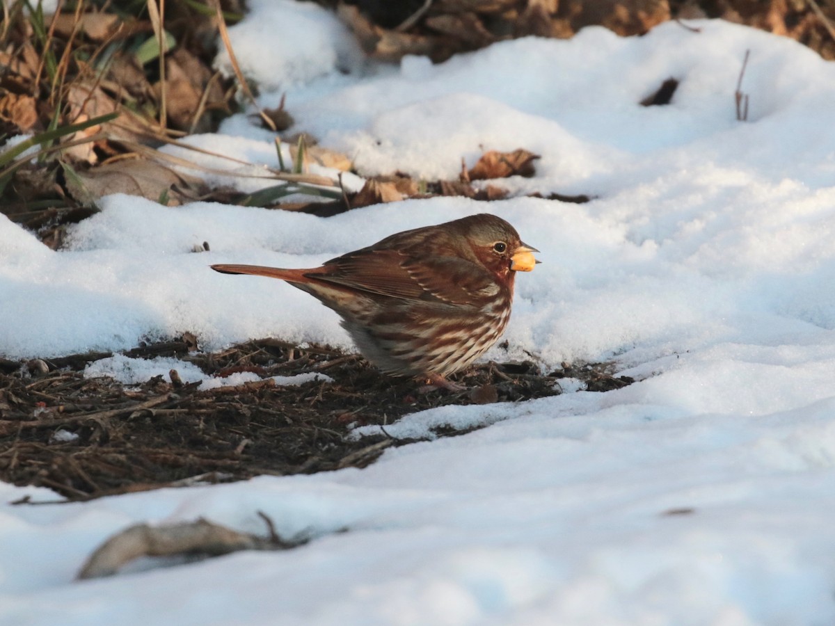 Fox Sparrow (Red) - ML646528467