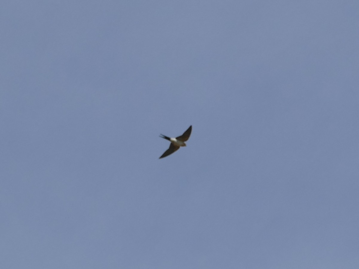 European Red-rumped Swallow - ML646528469