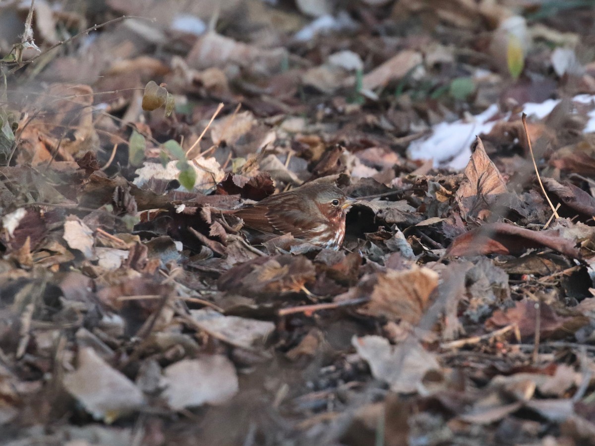 Fox Sparrow (Red) - ML646528470