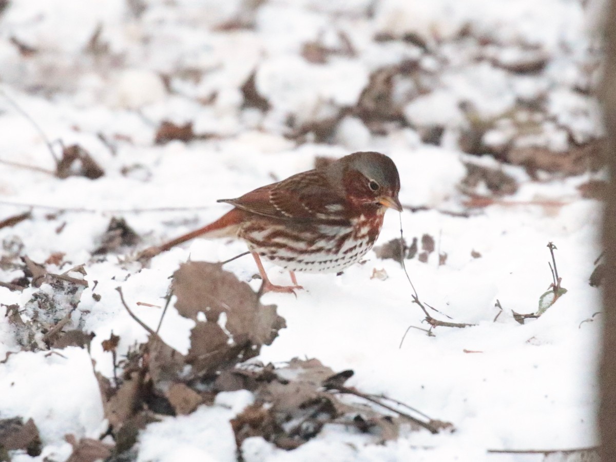 Fox Sparrow (Red) - ML646528475
