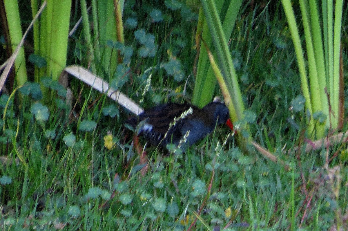 ナンベイクイナ - ML646528476