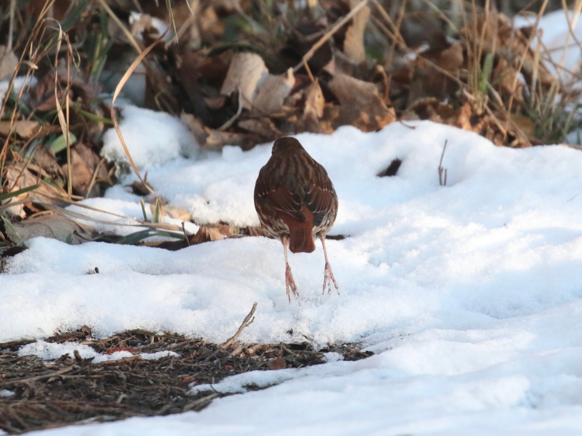 Fox Sparrow (Red) - ML646528484