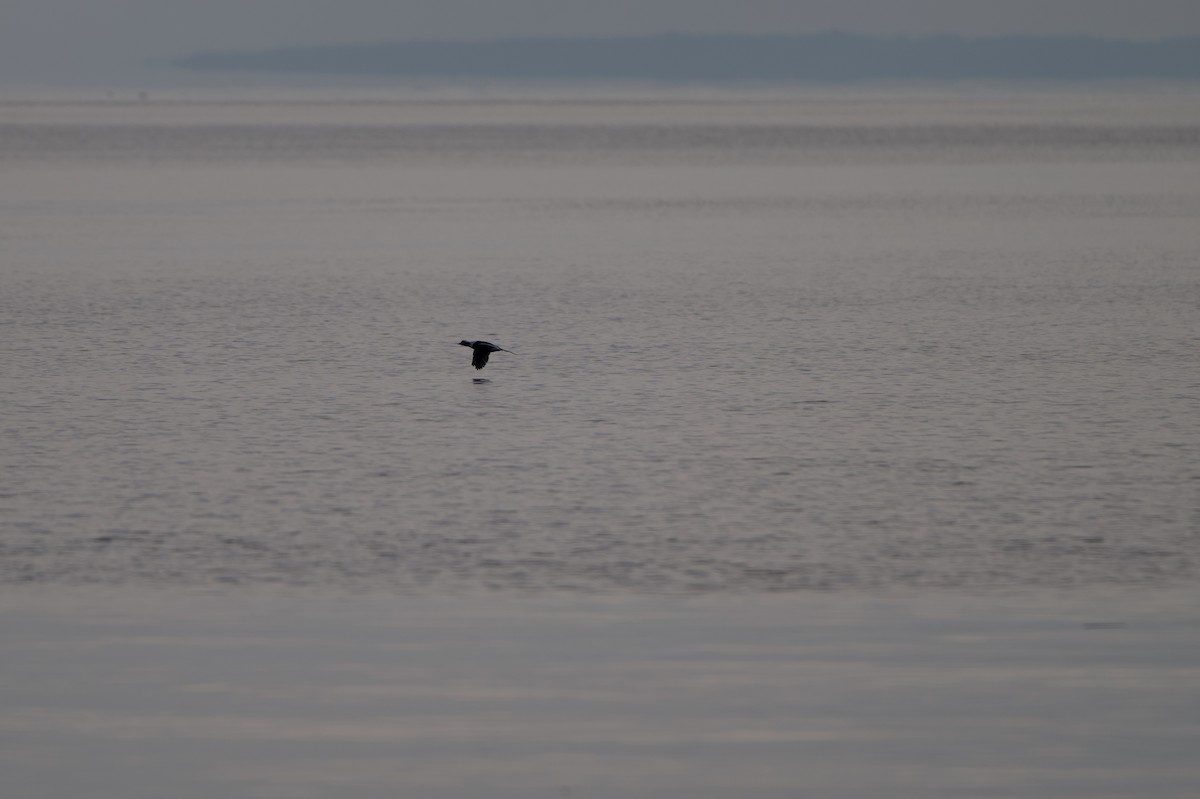 Long-tailed Duck - ML646528486