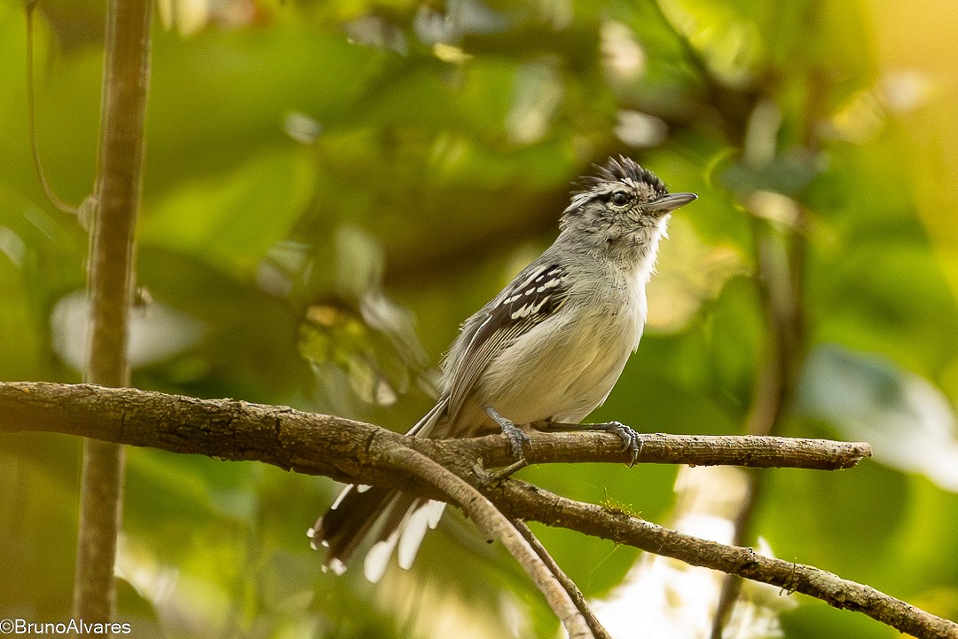 Black-capped Antwren - ML646528487