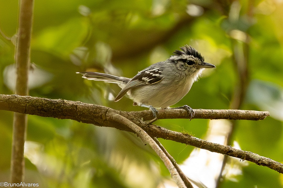 Black-capped Antwren - ML646528488