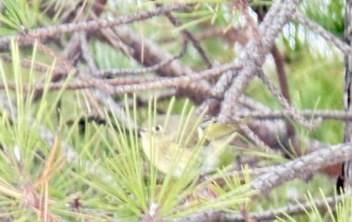 Ruby-crowned Kinglet - ML646528489