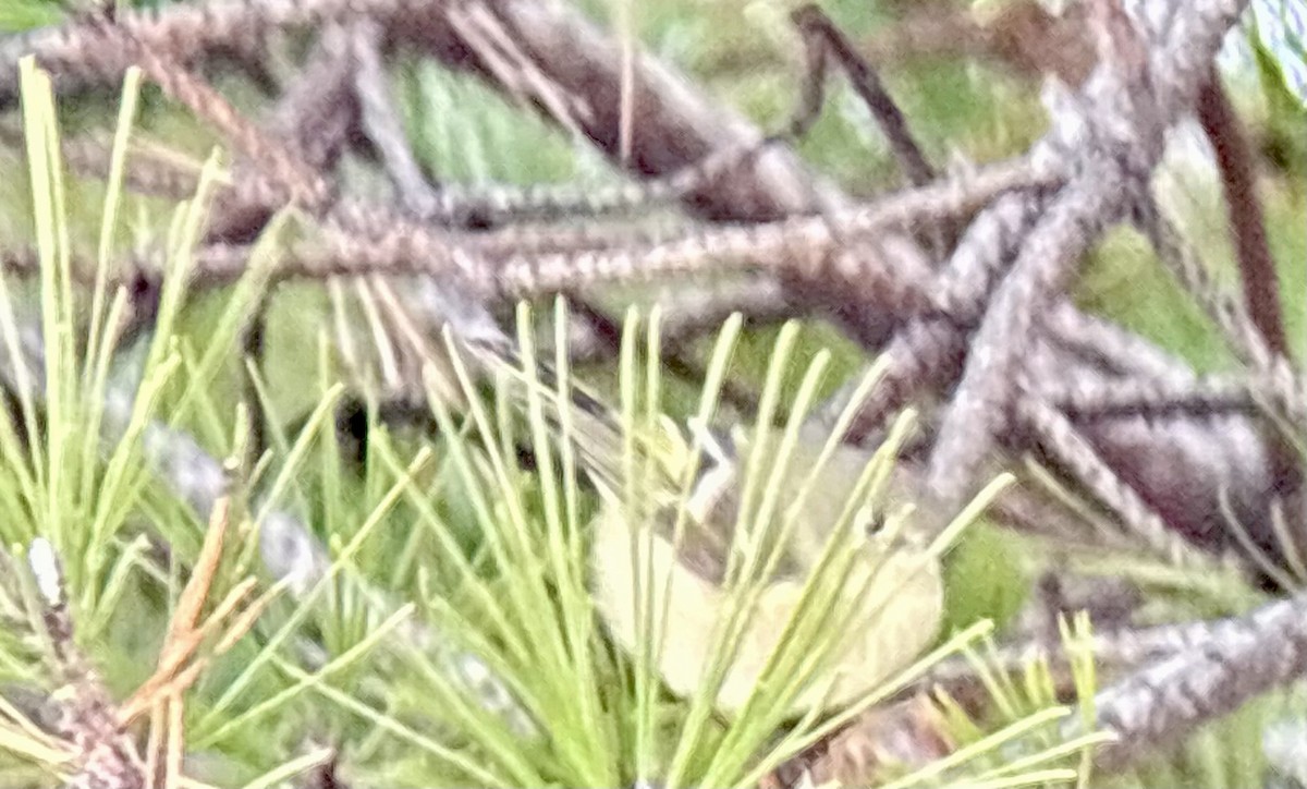 Ruby-crowned Kinglet - ML646528490