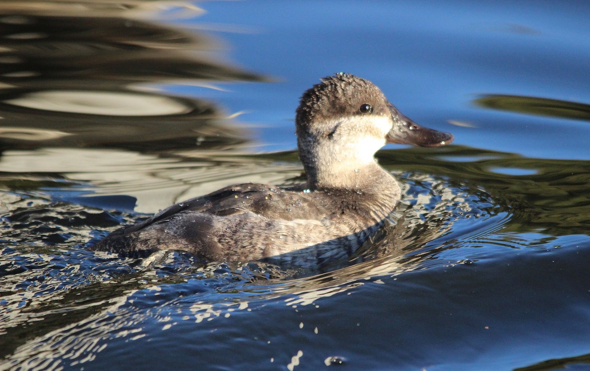 アカオタテガモ - ML646528491