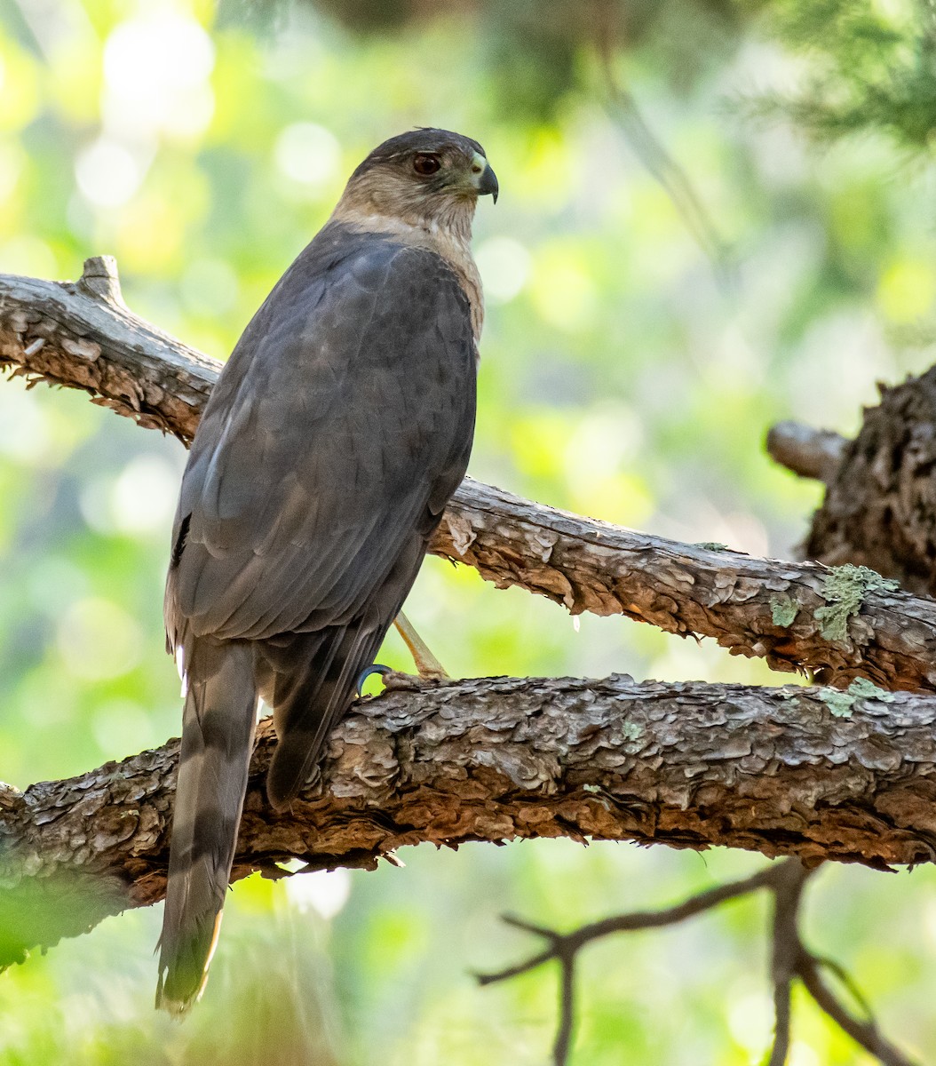 Cooper's Hawk - ML646528493