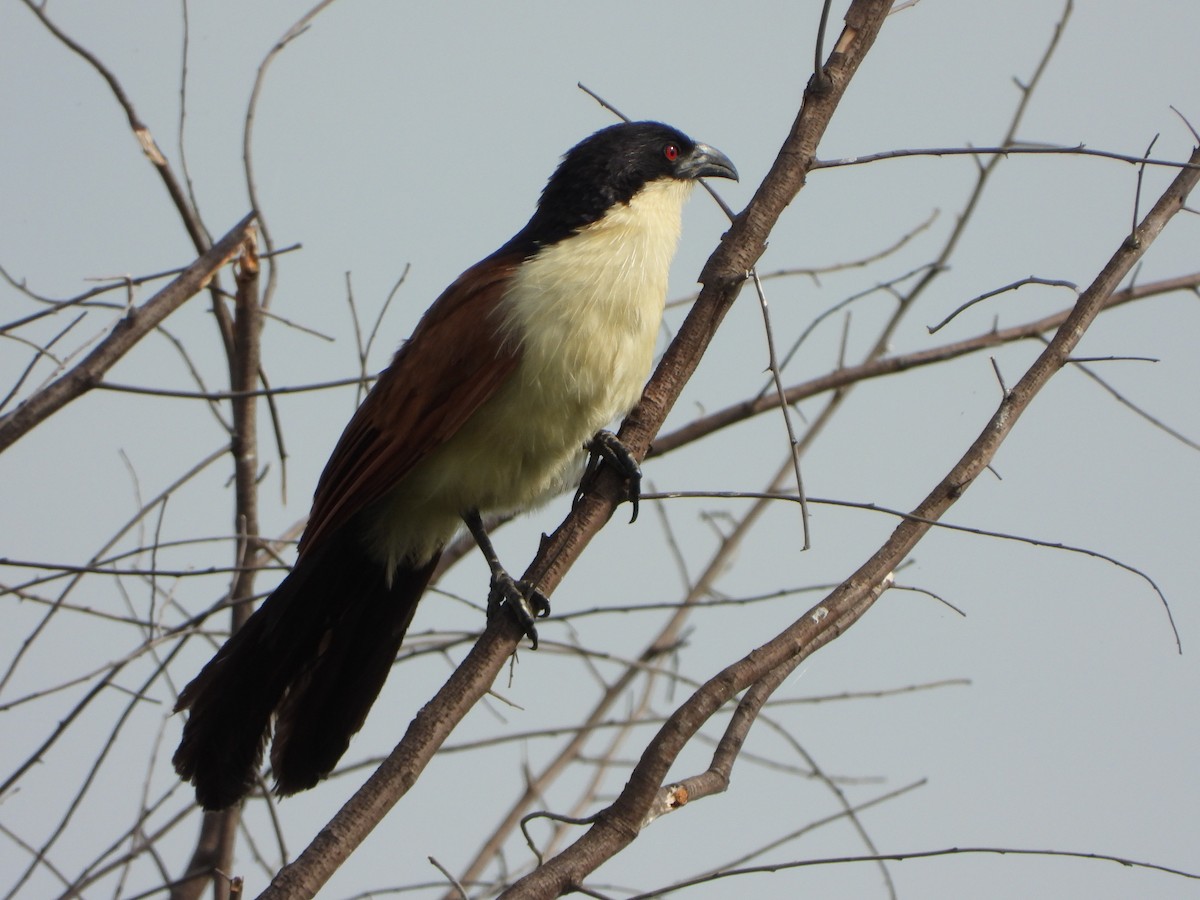 Coppery-tailed Coucal - ML646528495