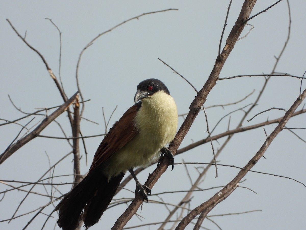Coppery-tailed Coucal - ML646528496