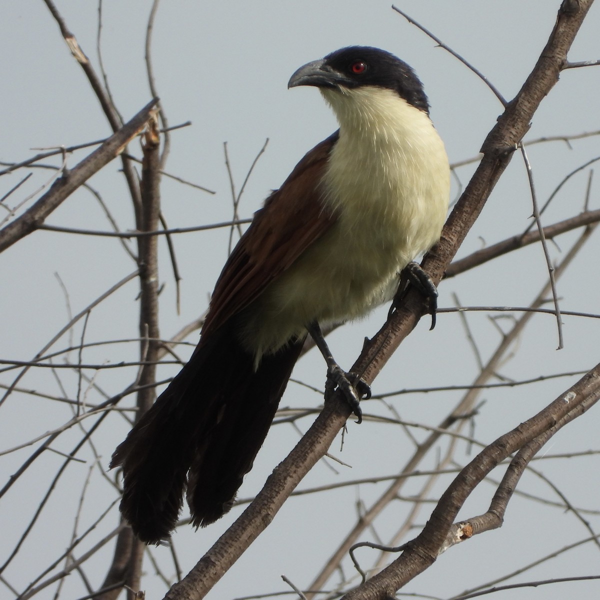 ドウイロオナガバンケン - ML646528497