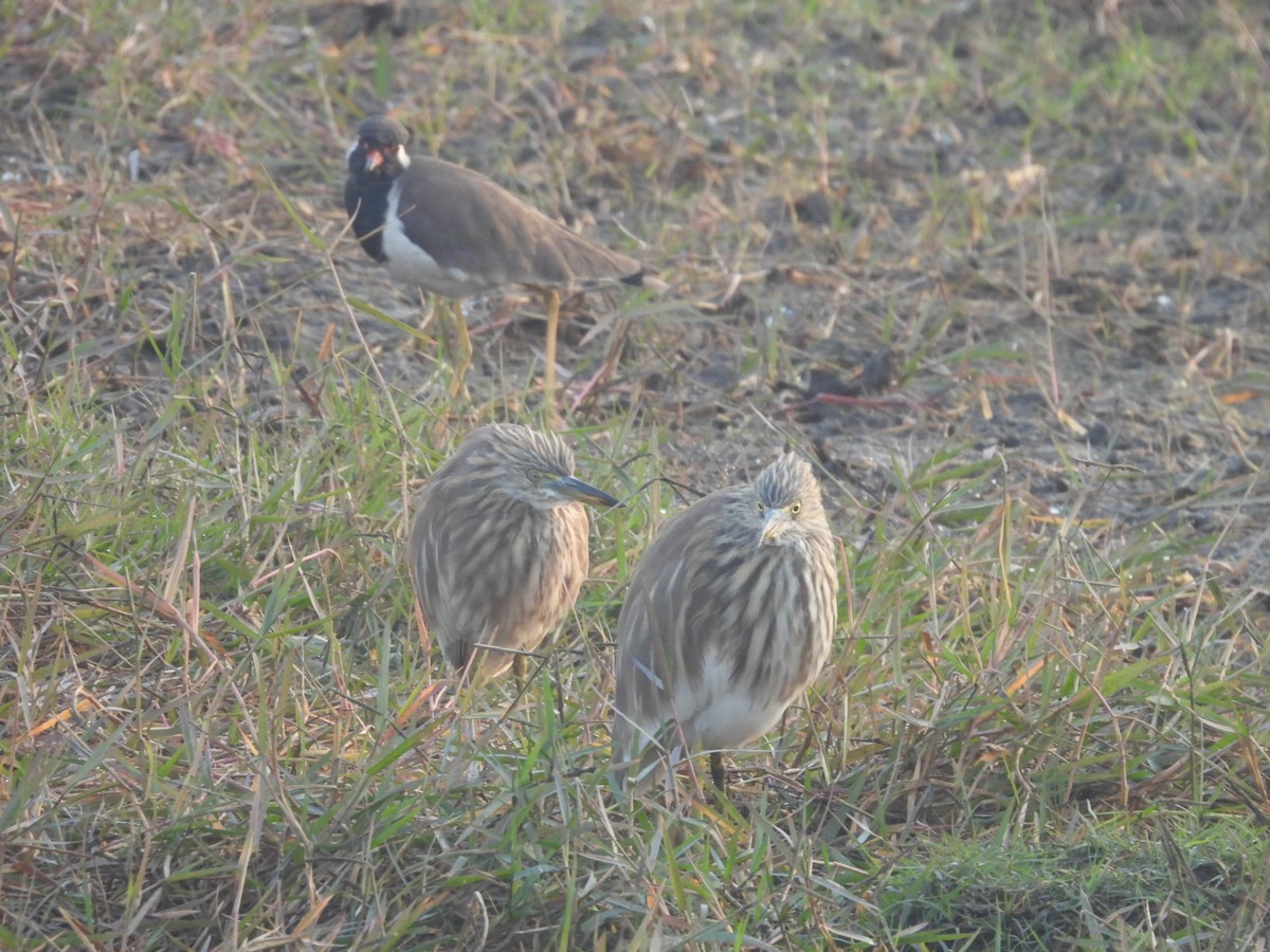 Indian Pond-Heron - ML646528505