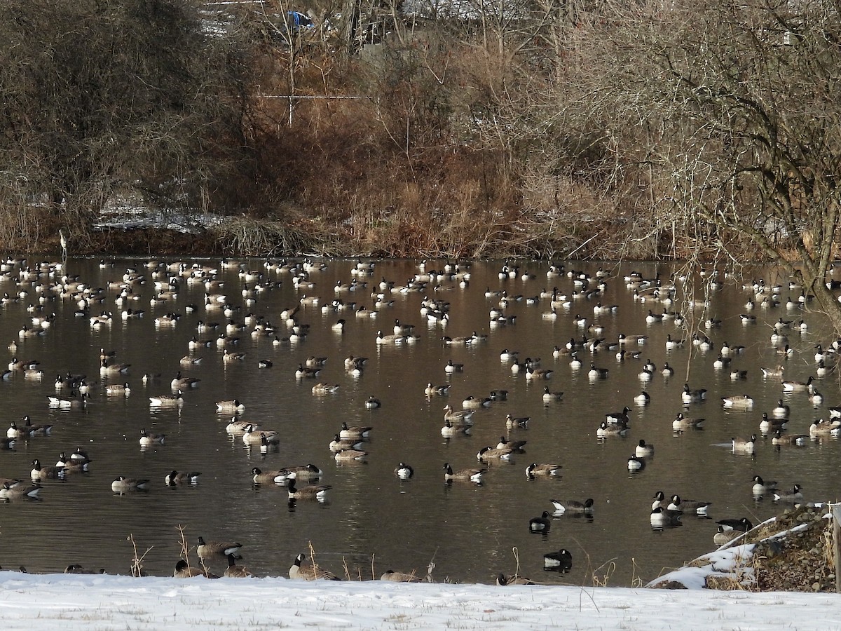 Greater White-fronted Goose - ML646528509