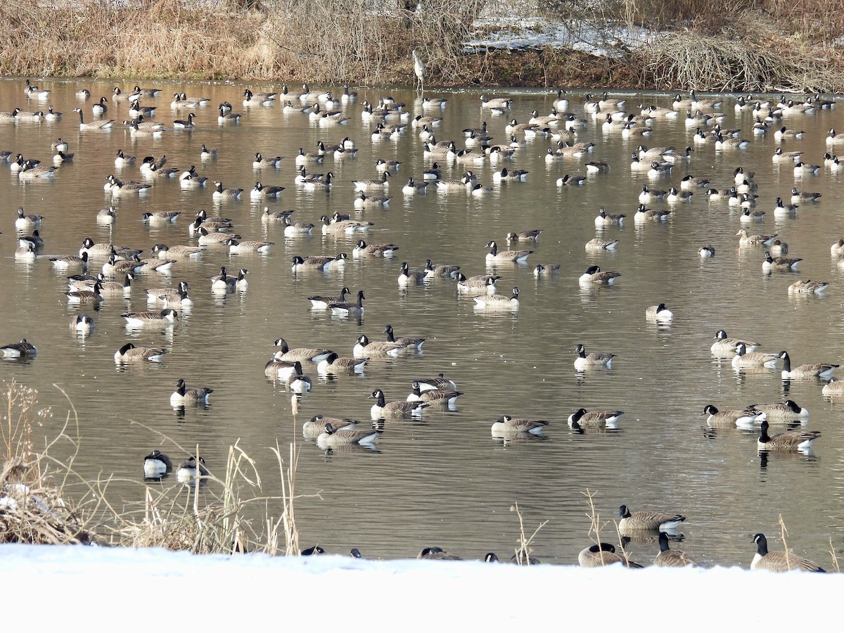 Greater White-fronted Goose - ML646528512