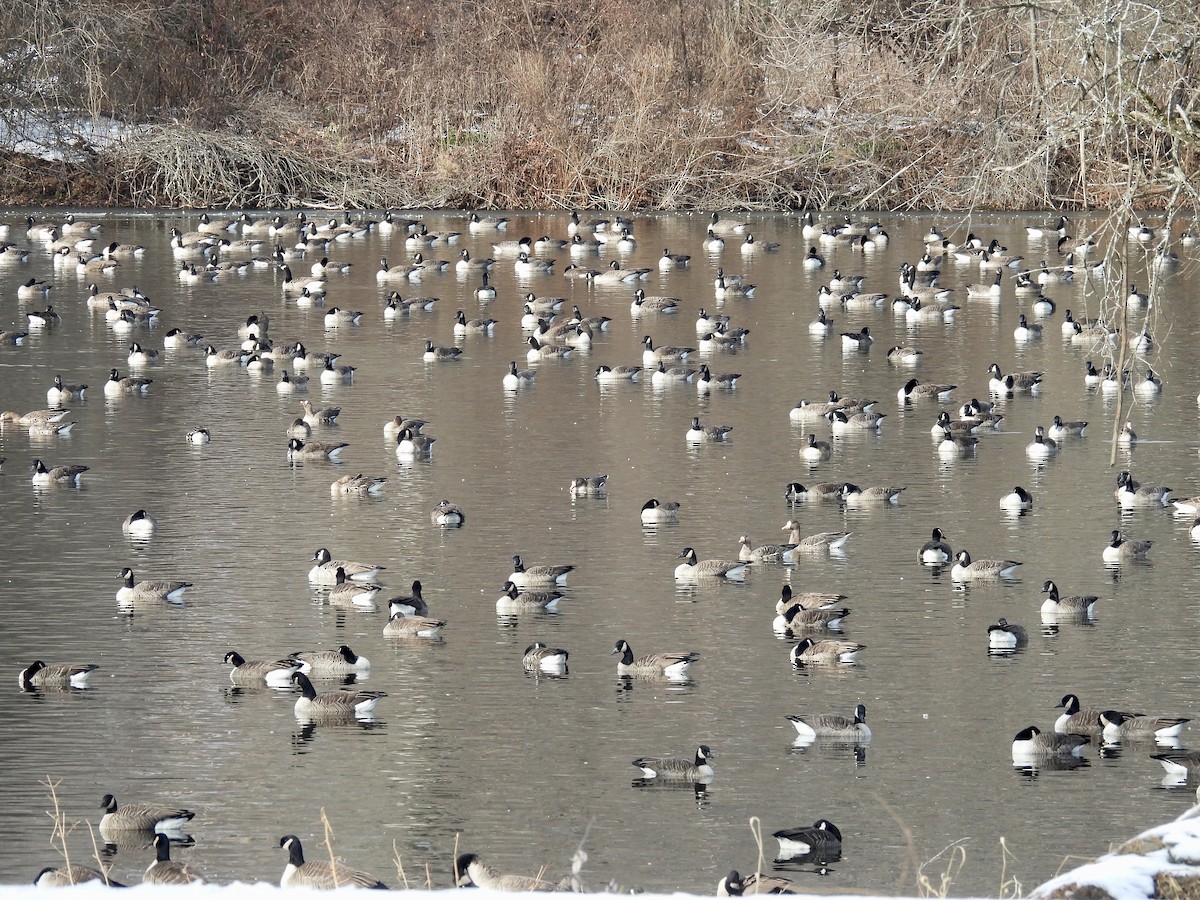Greater White-fronted Goose - ML646528513