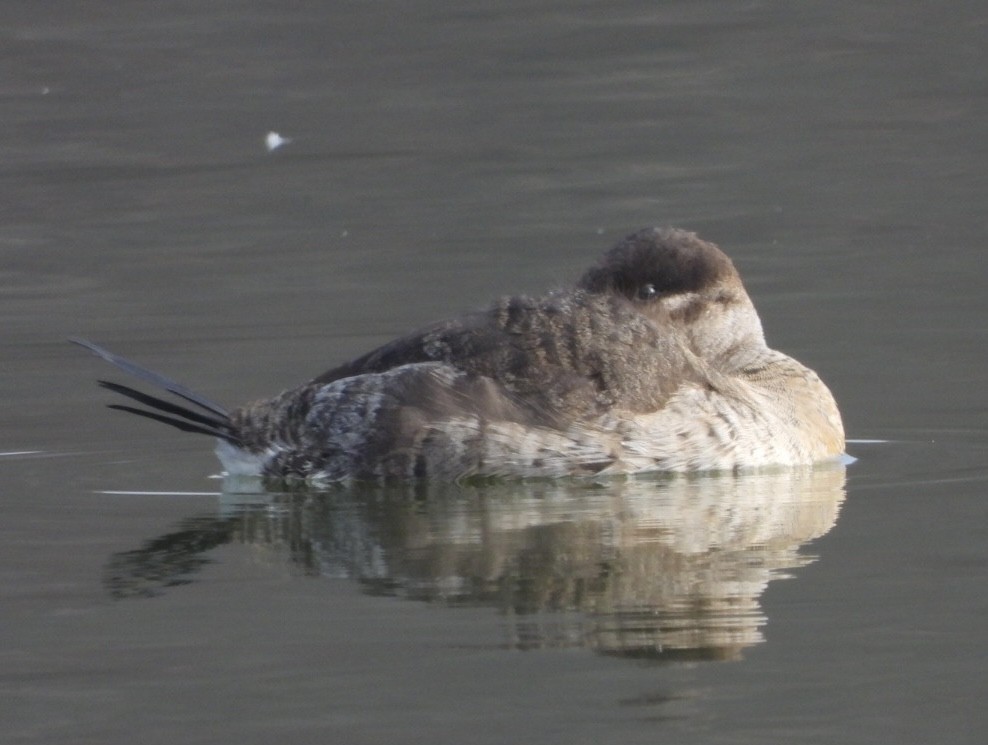 アカオタテガモ - ML646528514