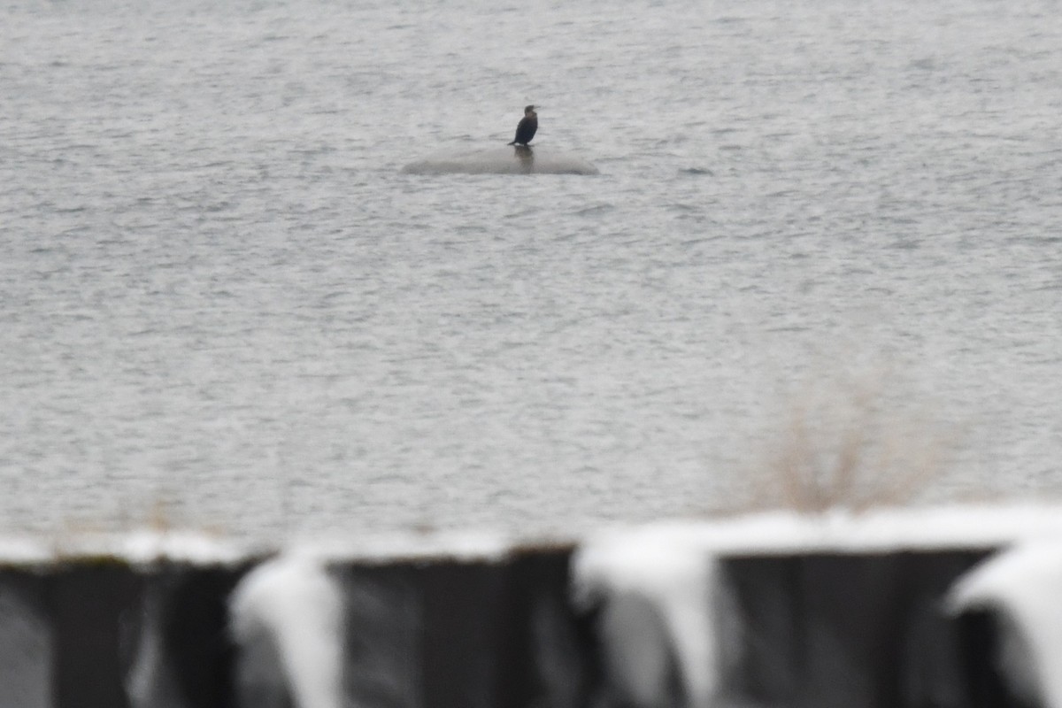 Double-crested Cormorant - ML646528519