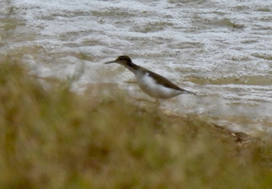 Пятнистый перевозчик - ML646528525