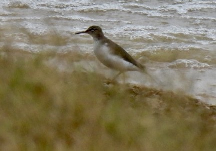 Пятнистый перевозчик - ML646528526