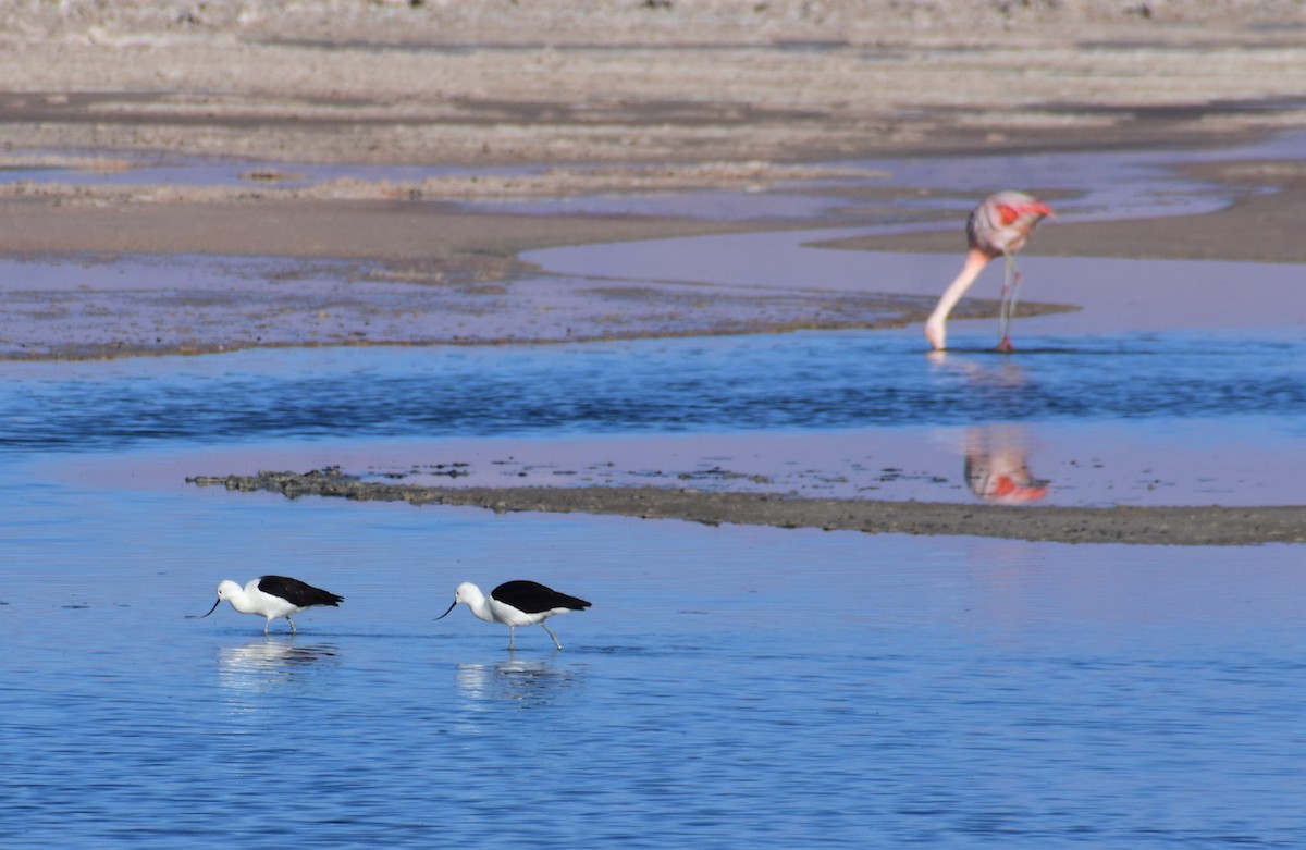 andesavosett - ML646528527