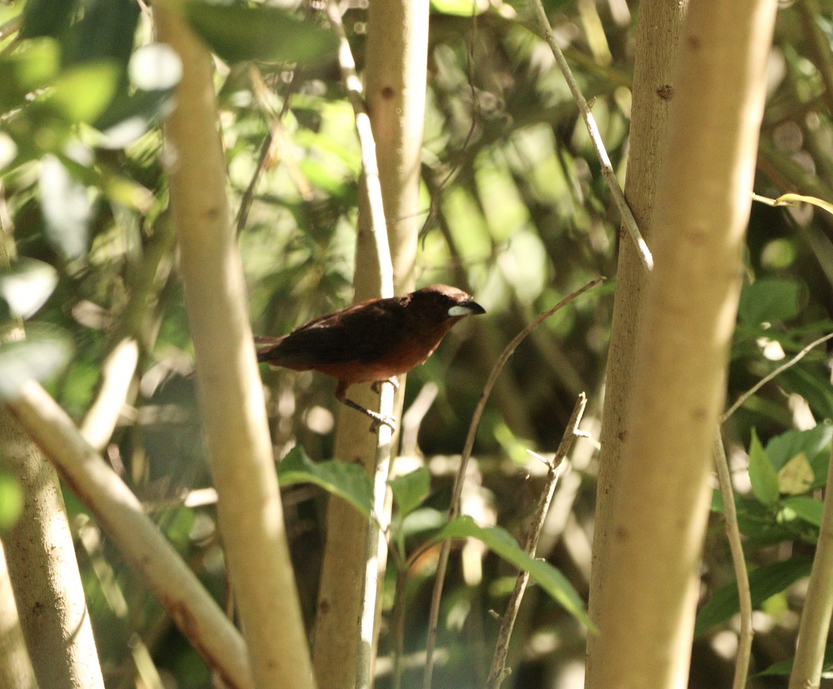 Silver-beaked Tanager - ML646528528