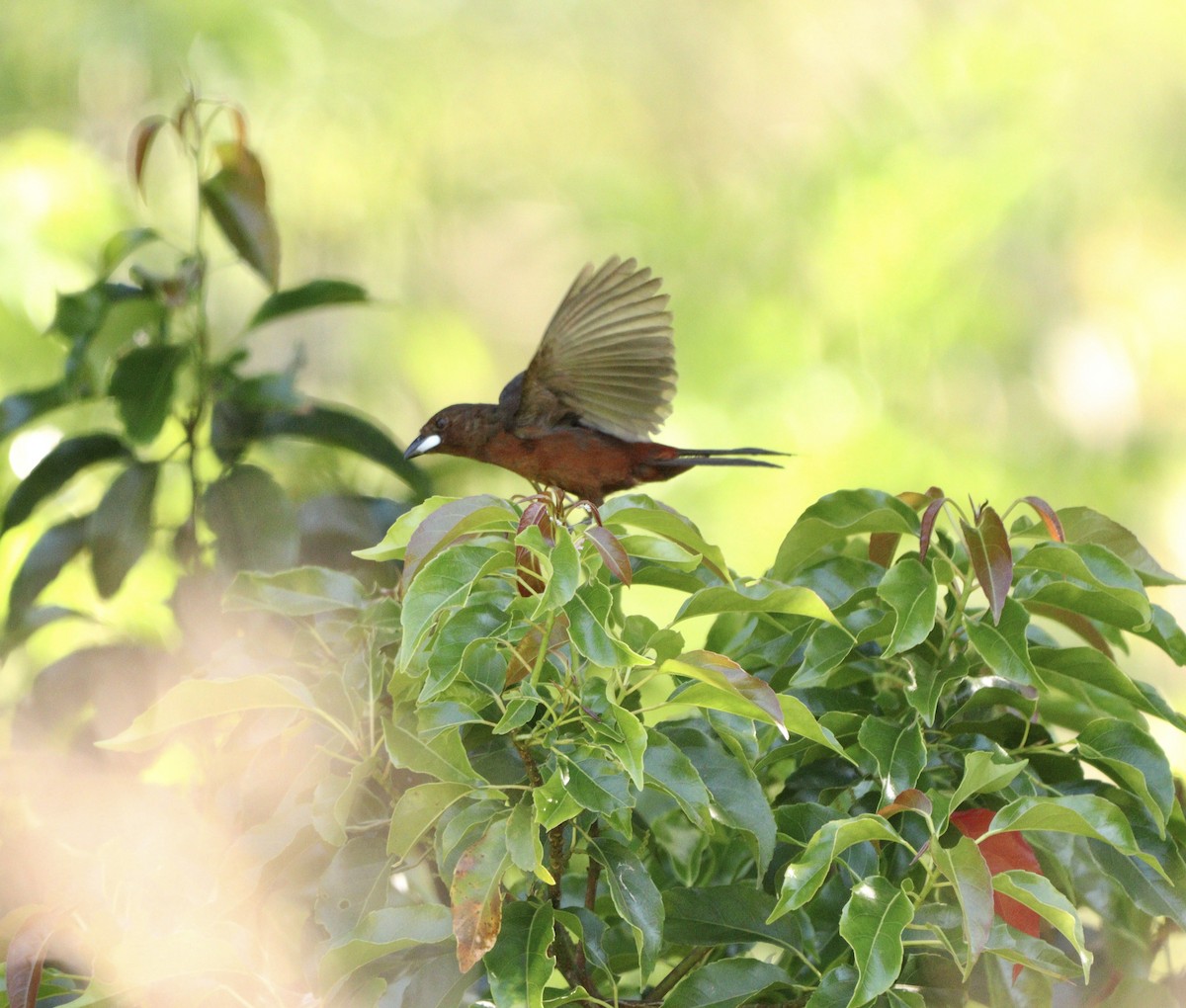 Silver-beaked Tanager - ML646528529
