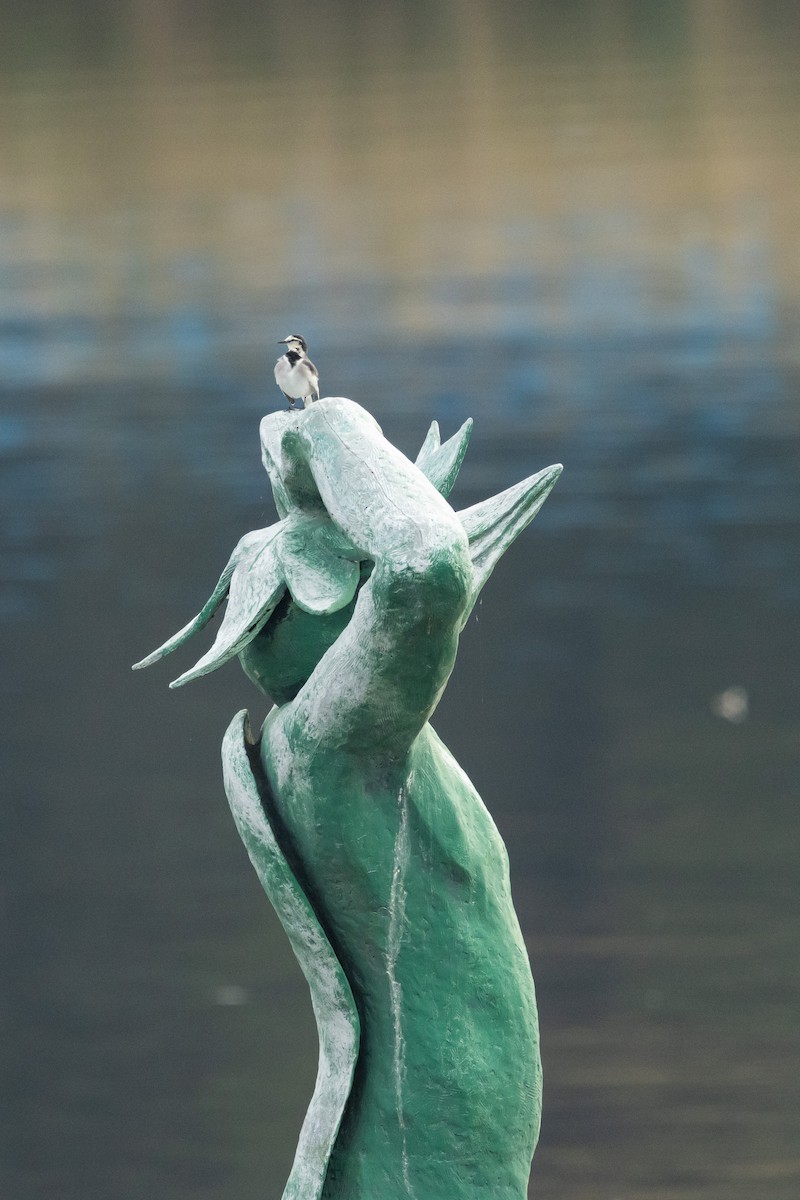 Плиска біла (підвид lugens) - ML646528530