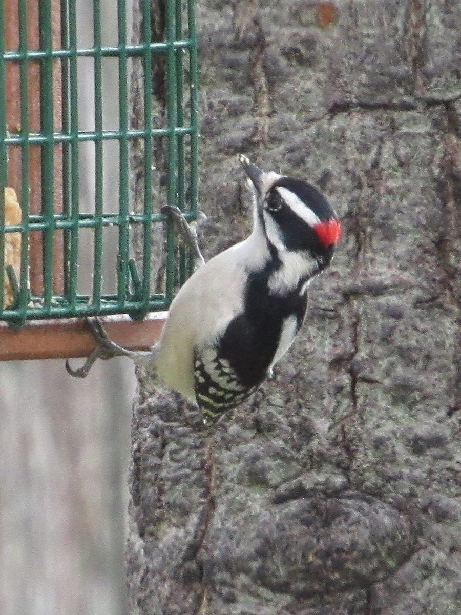 Дятел пухнастий - ML646528531