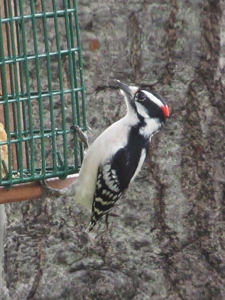 Дятел пухнастий - ML646528532