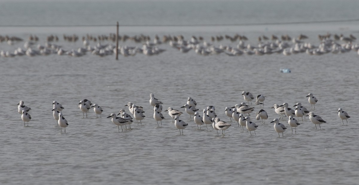 Crab-Plover - ML646528533