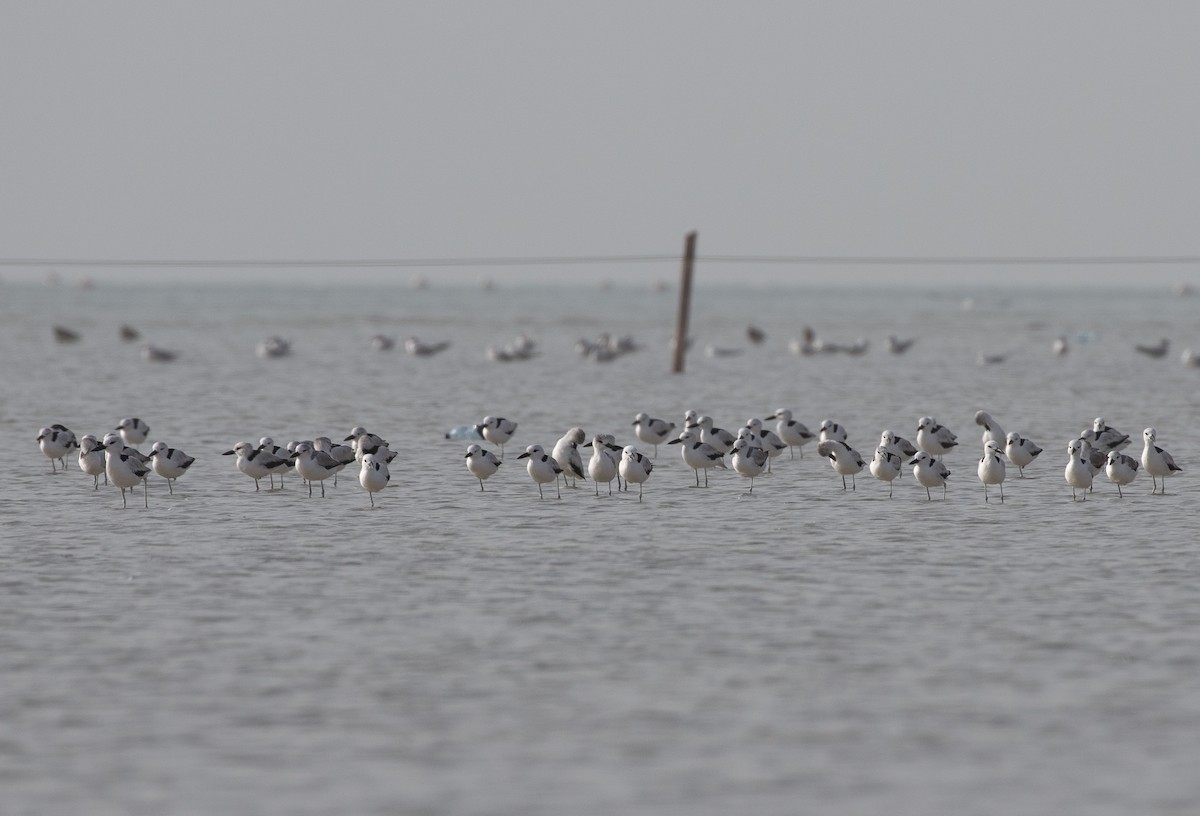 Crab-Plover - ML646528534