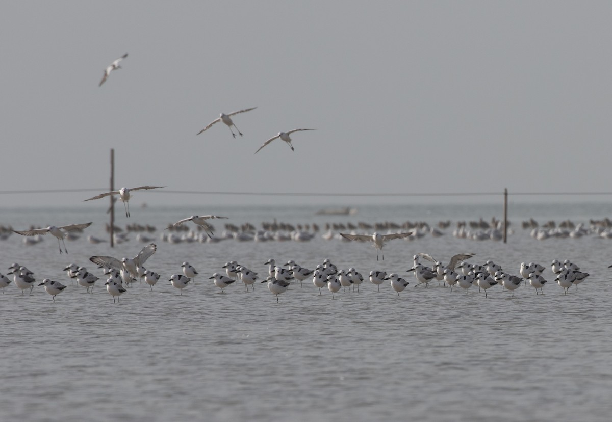 Dromas karramarrozalea - ML646528535