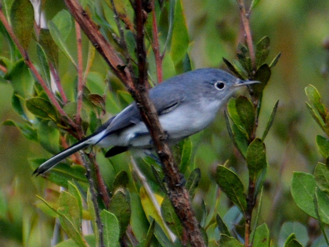 ברחשית כחלחלה - ML646528536