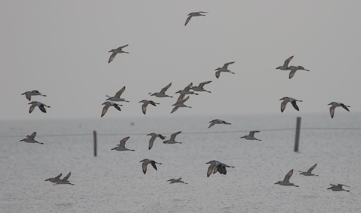 Dromas karramarrozalea - ML646528537