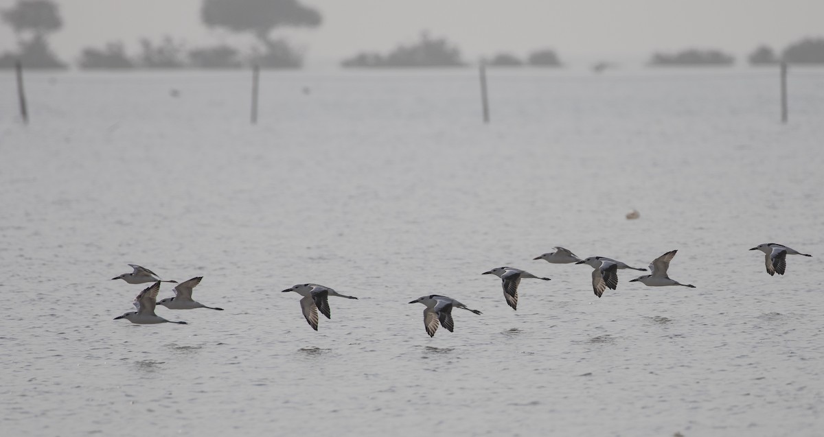 Dromas karramarrozalea - ML646528538