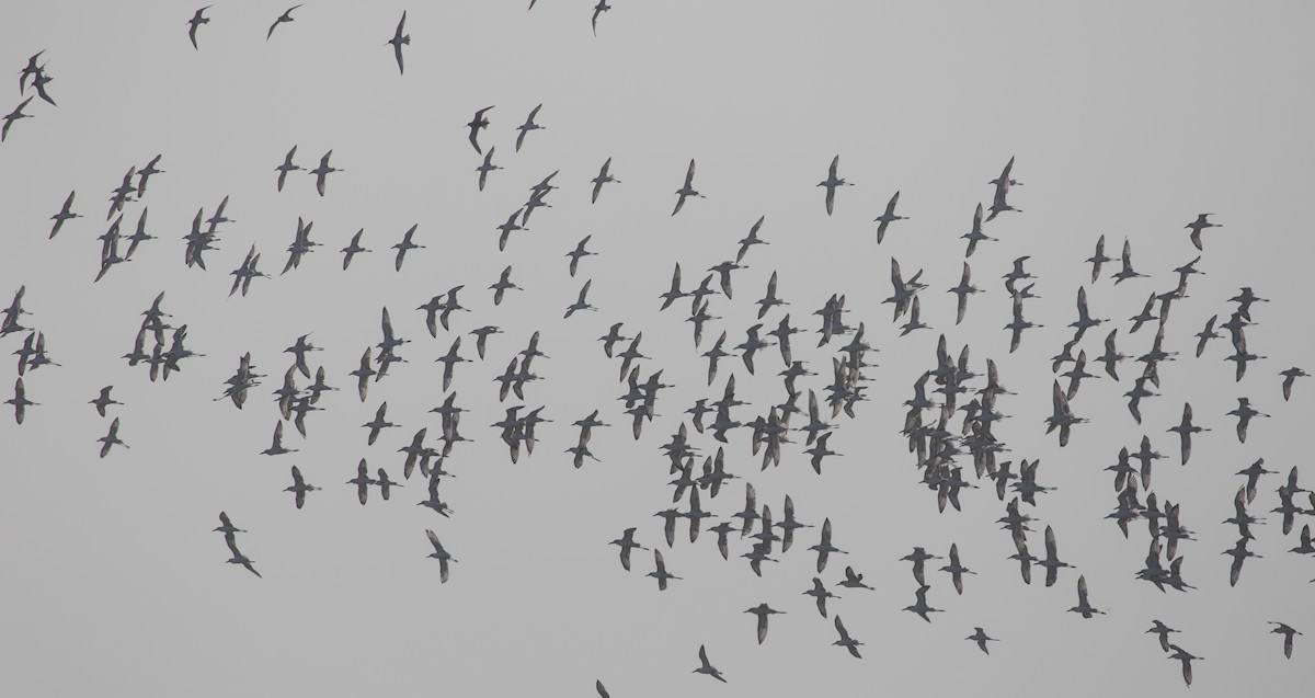 Dromas karramarrozalea - ML646528539