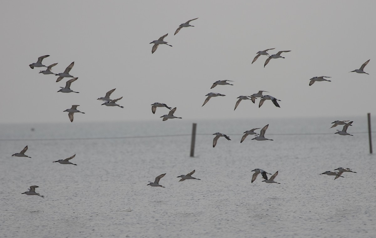 Crab-Plover - ML646528540