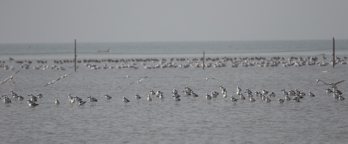 Dromas karramarrozalea - ML646528541