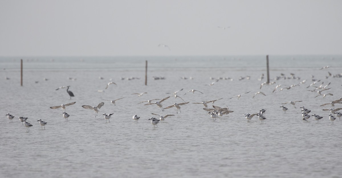 Dromas karramarrozalea - ML646528542