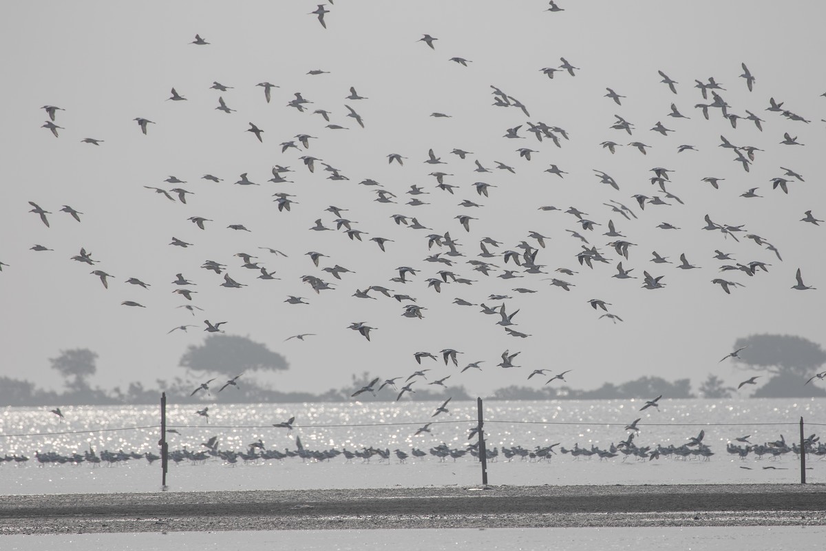 Dromas karramarrozalea - ML646528543